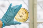 Petri dish with growing bacteria